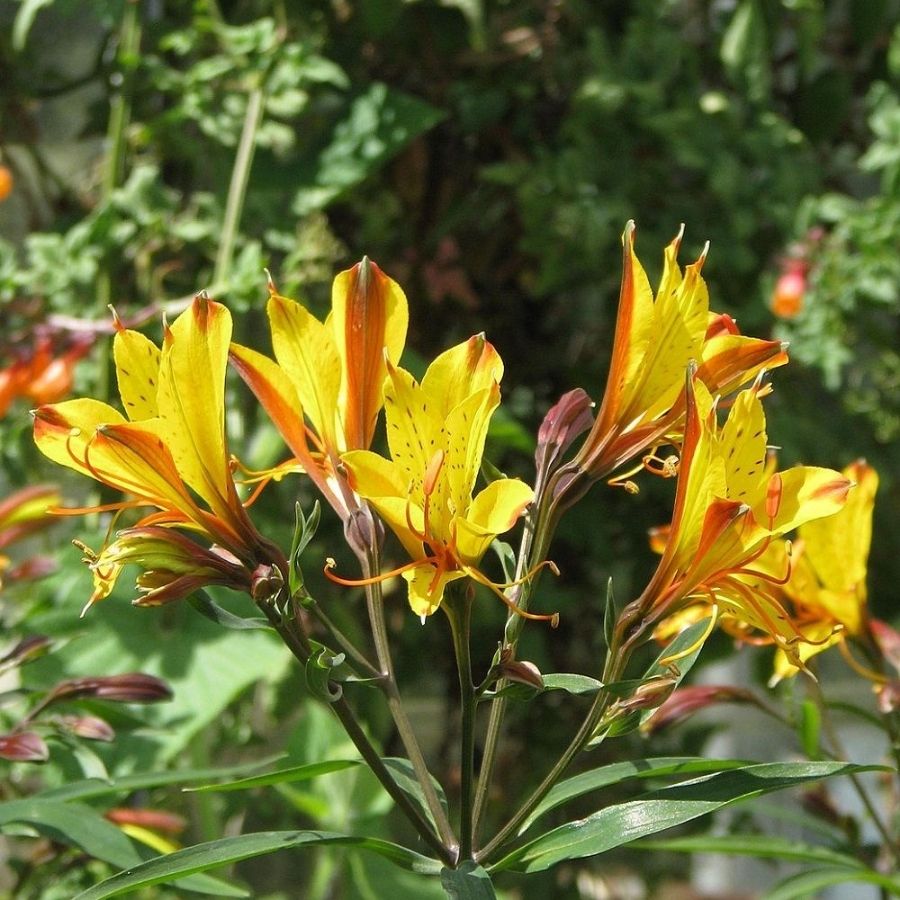 Альстромерия Свит Лаура - Dolina-Sad.Ru