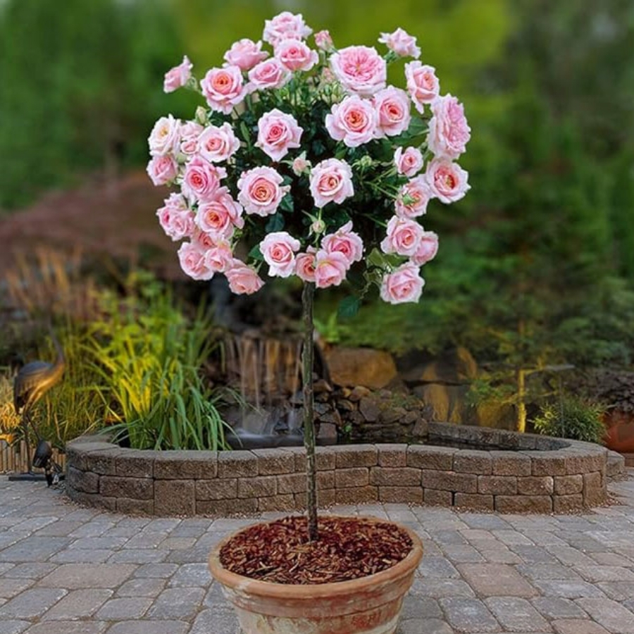 Роза штамбовая Ламинуэтт - Dolina-Sad.Ru