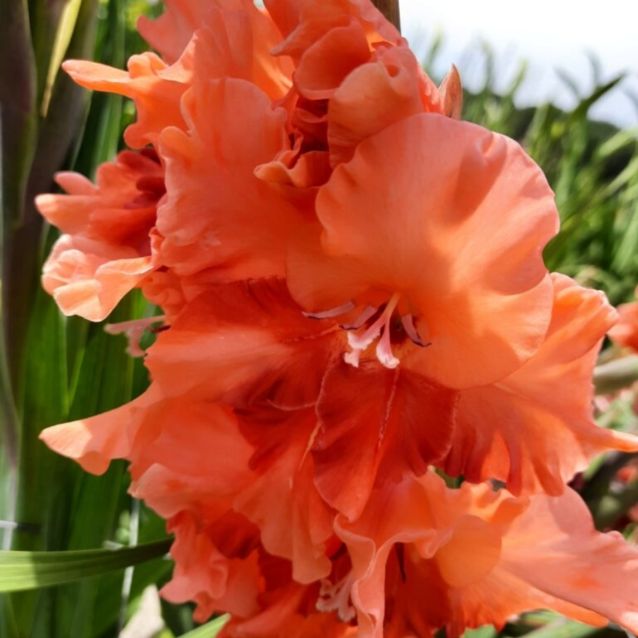 Гладиолус Корал Краш Гладиолус Корал Краш - Dolina-Sad.Ru