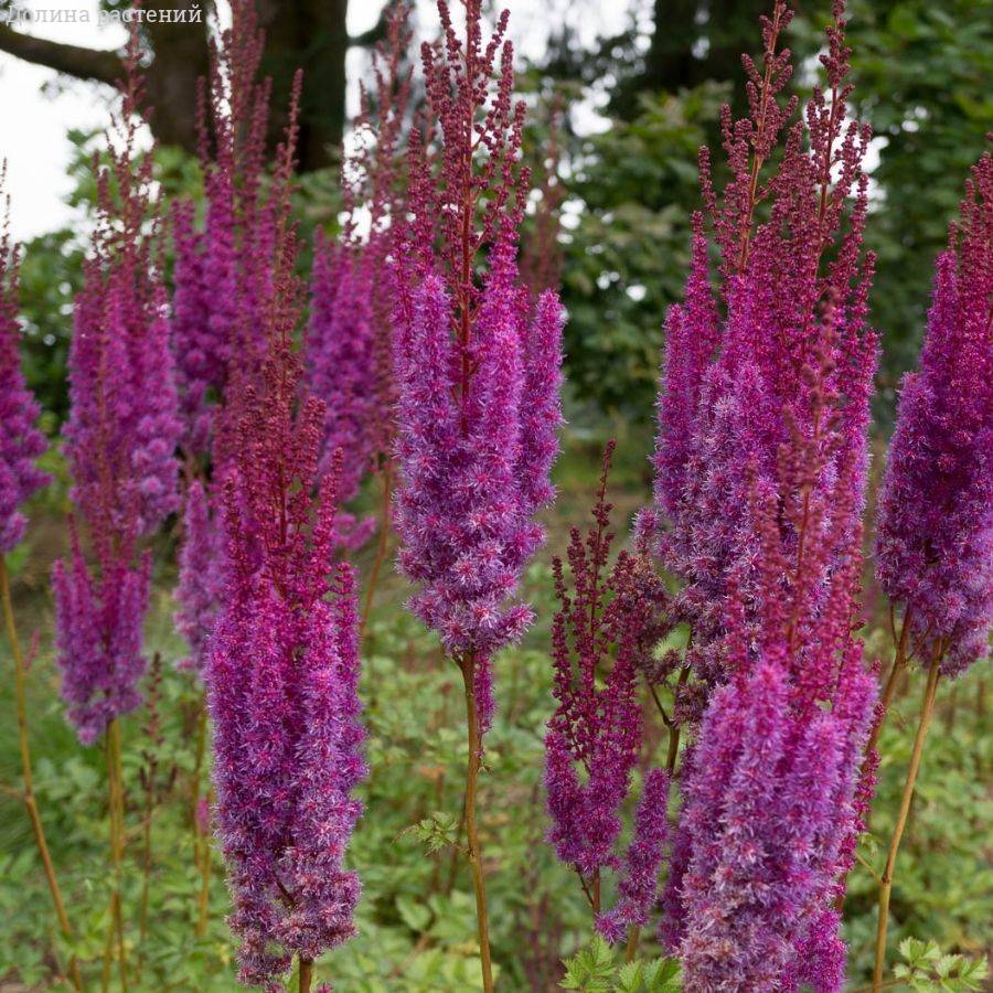 Астильба китайская Пурпуркерце Астильба китайская Пурпуркерце - Dolina-Sad.Ru
