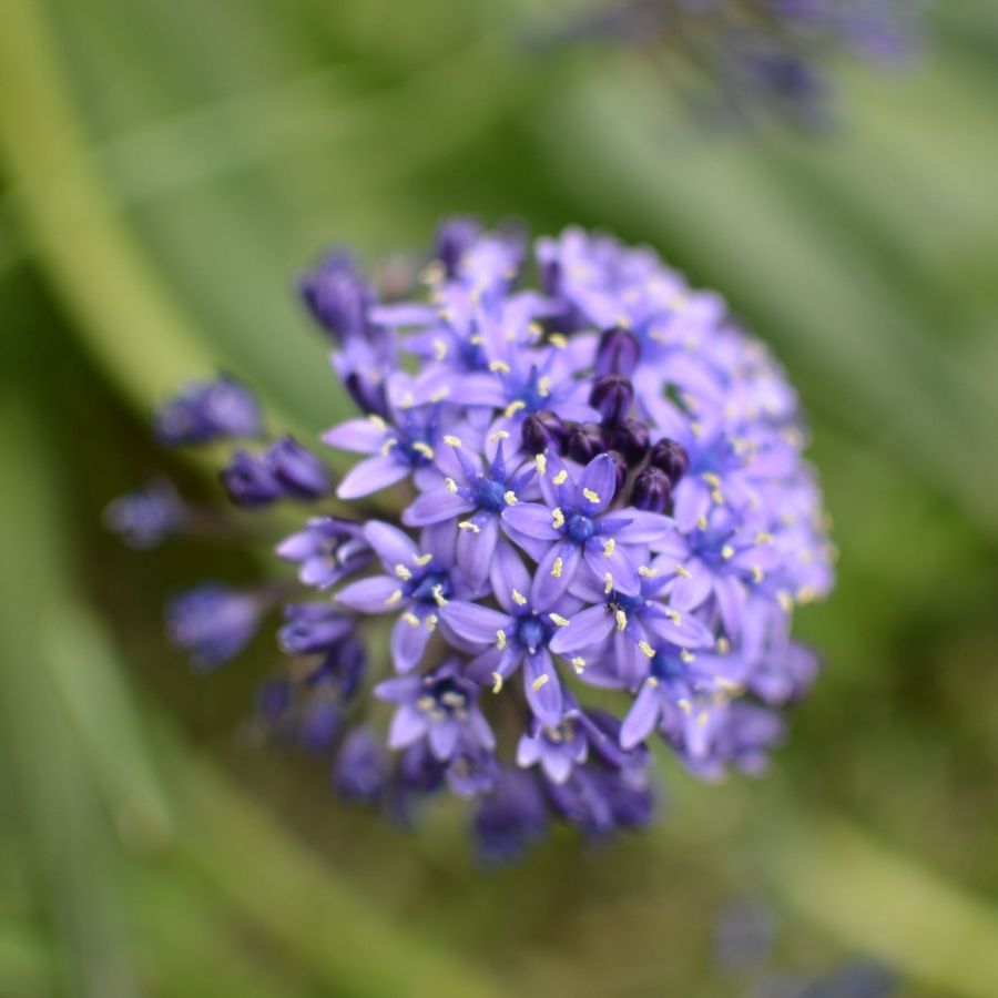 Агапантус Блю Глоб - Dolina-Sad.Ru