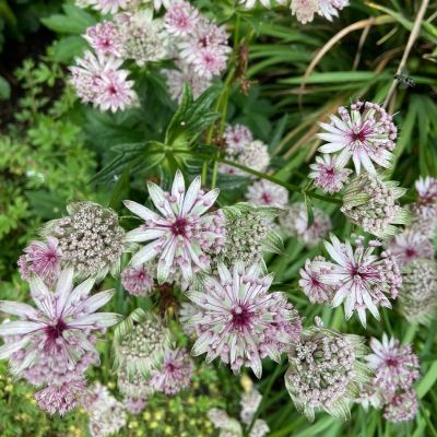 Астранция Вариегатед Вайт - Dolina-Sad.Ru