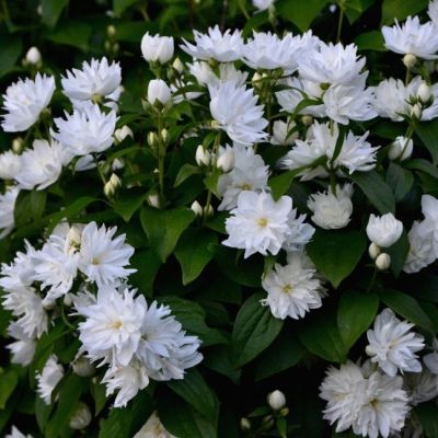 Чубушник Жирандоль фото