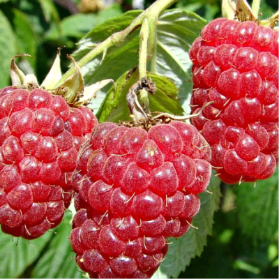 Малина Зюгана (акционный товар) Малина Зюгана (акционный товар) фото