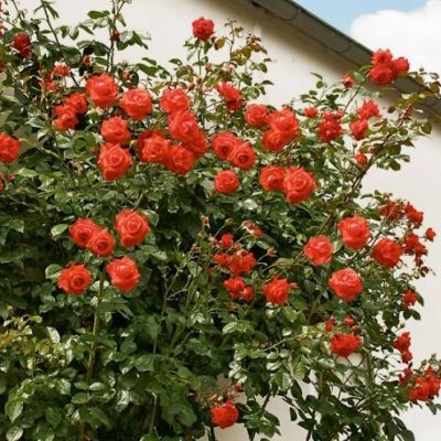 Роза Салита Роза Салита фото