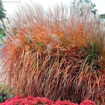 Мискантус китайский Пёпл фолл Мискантус китайский Пёпл фолл фото