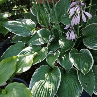 Хоста Фортуней Франси Хоста Фортуней Франси фото