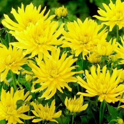 Георгина Мюнхен Георгина Мюнхен фото