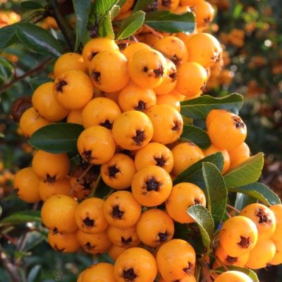 Пираканта Голден Чармер Пираканта Голден Чармер - Dolina-Sad.Ru