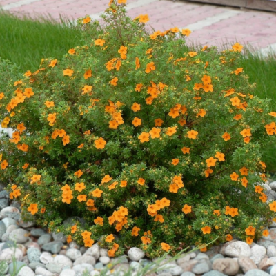 Лапчатка кустарниковая Манго Танго Лапчатка кустарниковая Манго Танго фото