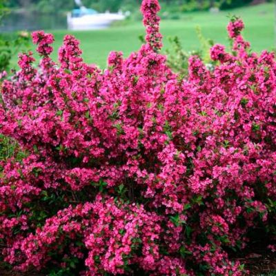 Вейгела цветущая Пинк Принцесс Вейгела цветущая Пинк Принцесс - Dolina-Sad.Ru