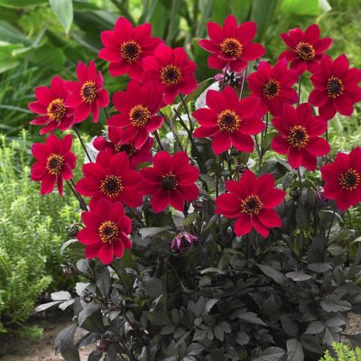 Георгина Хэппи Дейс Черри Ред Георгина Хэппи Дейс Черри Ред - Dolina-Sad.Ru