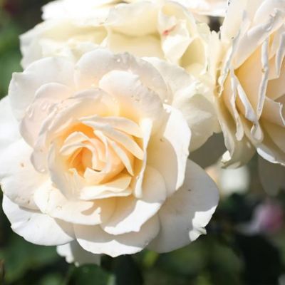 Роза штамбовая Эдельвейс - Dolina-Sad.Ru