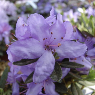 Рододендрон плотный Рододендрон плотный фото