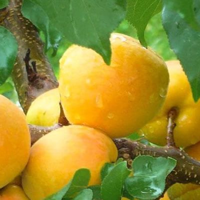 Абрикос Шалах Абрикос Шалах фото