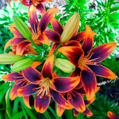 Лилия Форевер Сьюзан Лилия Форевер Сьюзан - Dolina-Sad.Ru