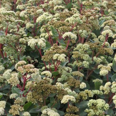 Седум Саммер Сюрпрайз - Dolina-Sad.Ru