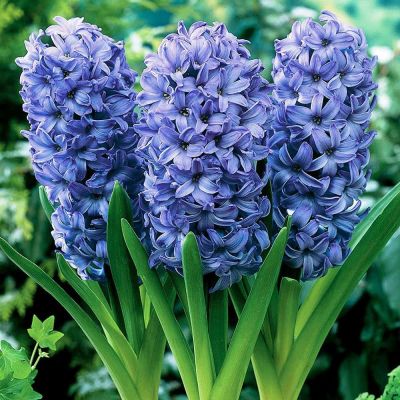 Гиацинт Делфт Блю Гиацинт Делфт Блю фото