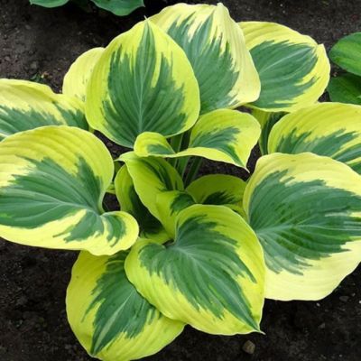 Хоста Маджести , x Хоста Маджести , x фото