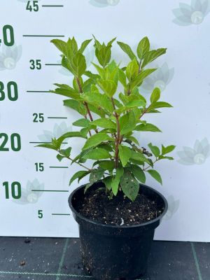 Гортензия метельчатая Мохито, С2 - Dolina-Sad.Ru