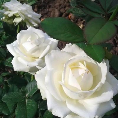 Роза Мачо - Dolina-Sad.Ru