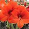 Амариллис Наранья Амариллис Наранья - Dolina-Sad.Ru