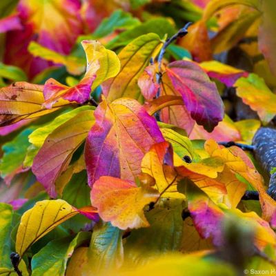 Парротия персидская Белла Парротия персидская Белла - Dolina-Sad.Ru