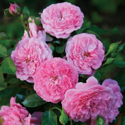 Роза Лавендер Лэсси Роза Лавендер Лэсси - Dolina-Sad.Ru