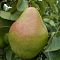 Груша Выставочная/Зимняя Груша Выставочная/Зимняя фото
