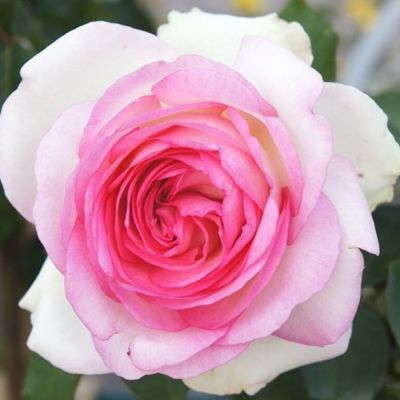 Роза Бидермайер Гарден Роза Бидермайер Гарден фото