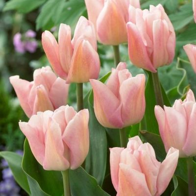 Тюльпан Рейджойс Тюльпан Рейджойс фото