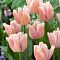 Тюльпан Рейджойс Тюльпан Рейджойс фото