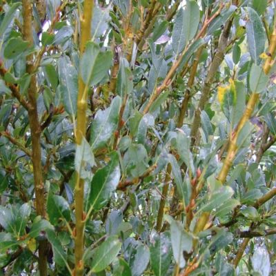 Ива Тетрапла Ива Тетрапла - Dolina-Sad.Ru