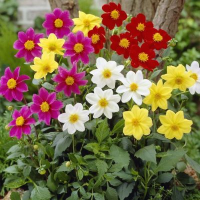 Микс Георгин Хэппи Сингл Микс Георгин Хэппи Сингл - Dolina-Sad.Ru