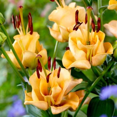 Лилия Априкот Фанджи Лилия Априкот Фанджи фото