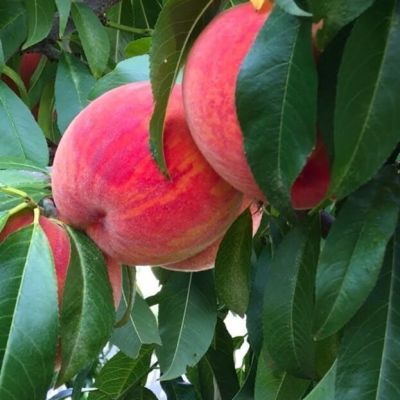 Персик Посол Мира - Dolina-Sad.Ru