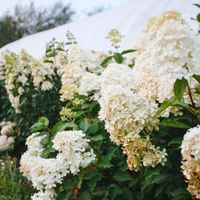 Гортензия метельчатая Мартинвас, С7,5 Гортензия метельчатая Мартинвас, С7,5 - Dolina-Sad.Ru