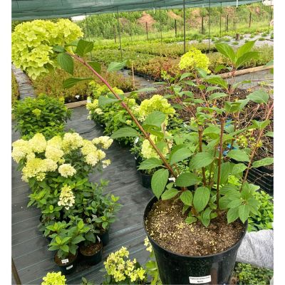 Гортензия метельчатая Мустила, С7,5 Гортензия метельчатая Мустила, С7,5 - Dolina-Sad.Ru