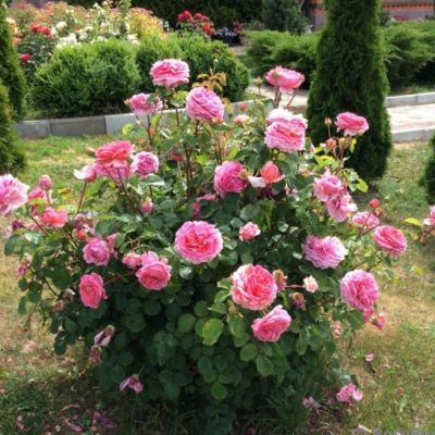 Роза Принцесс Алесандра оф Кент Роза Принцесс Алесандра оф Кент - Dolina-Sad.Ru