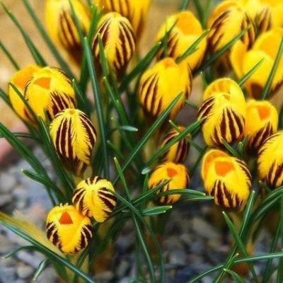 Крокус Гипси Герл Крокус Гипси Герл фото