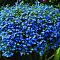 Лобелия плетистая Сапфир фото