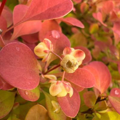 Брабарис тунберга Неон Брабарис тунберга Неон - Dolina-Sad.Ru