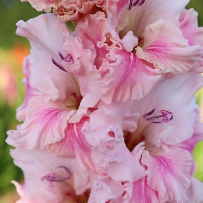 Гладиолус Софт Инносенс - Dolina-Sad.Ru