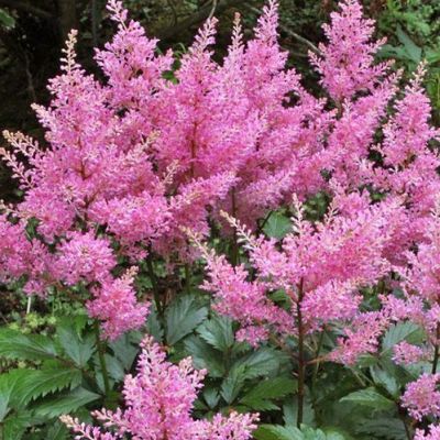 Астильба Арендса Дарвинс Дрим Астильба Арендса Дарвинс Дрим - Dolina-Sad.Ru