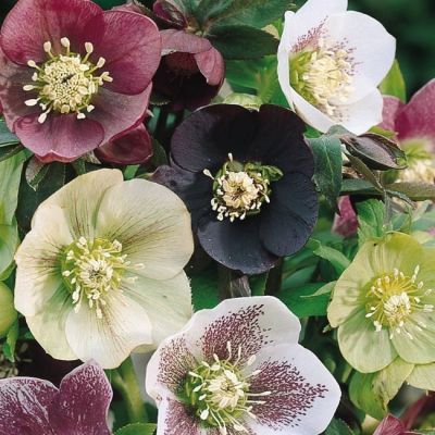 Микс Морозников фото