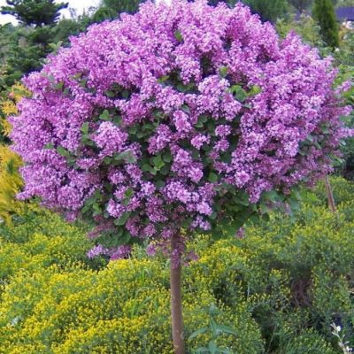 Сирень на штамбе Сенсация Сирень на штамбе Сенсация фото