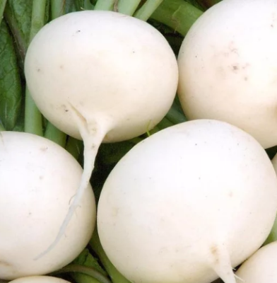 Редис Моховский фото