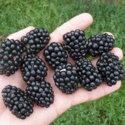 Ежевика Чачанская Бестрна Ежевика Чачанская Бестрна - Dolina-Sad.Ru