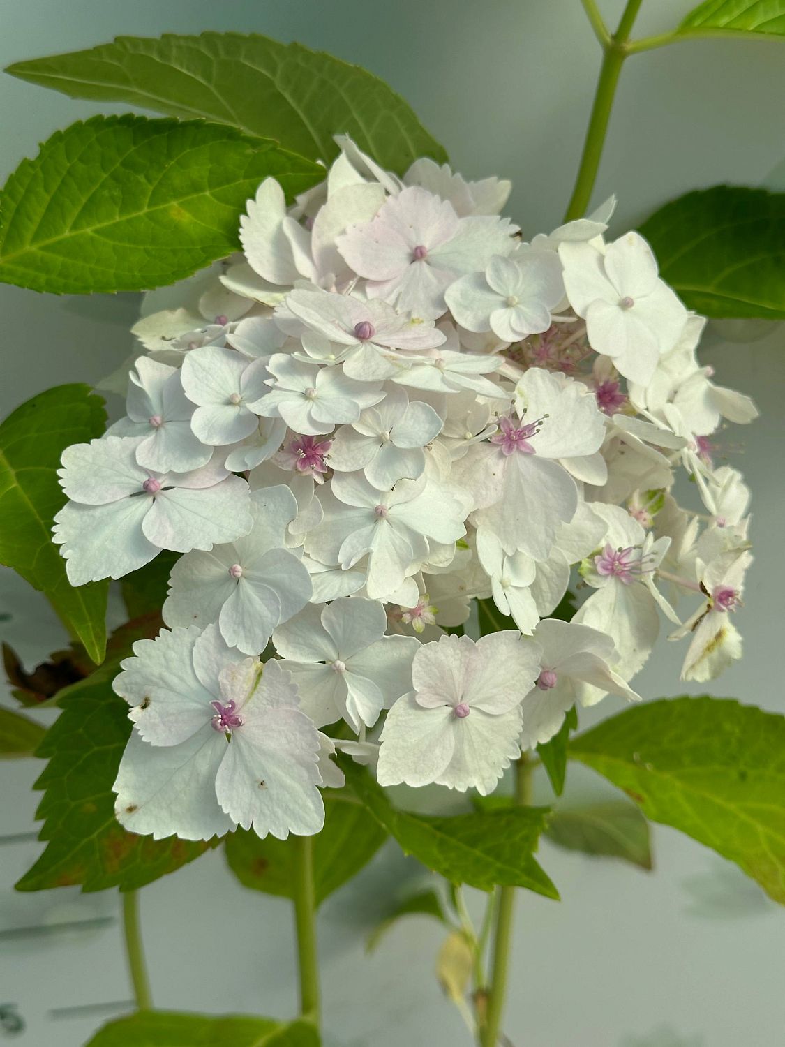 гортензия крупнолистная Мадам Эмиль Мулье гортензия крупнолистная Мадам Эмиль Мулье фото