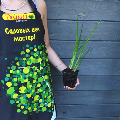 Ирис Еллоу Браун Ирис Еллоу Браун фото